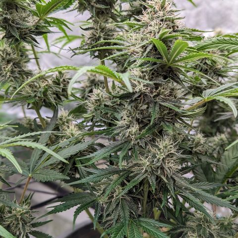 Guava gelato auto growlog timeline photo