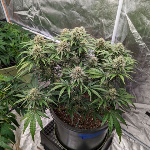 Guava gelato auto growlog timeline photo