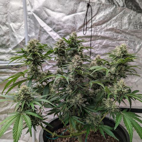 Guava gelato auto growlog timeline photo