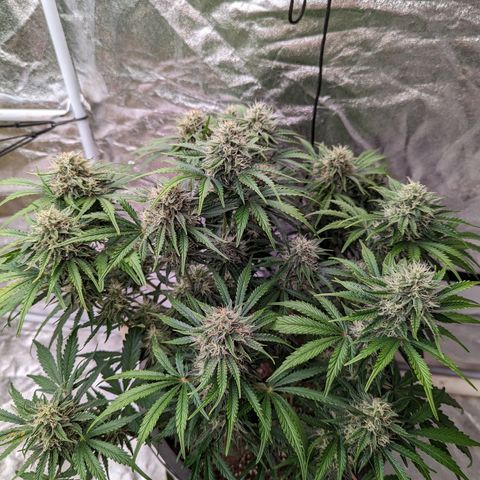 Guava gelato auto growlog timeline photo