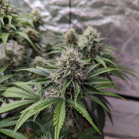 Guava gelato auto growlog timeline photo