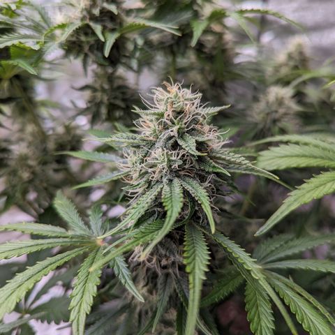 Guava gelato auto growlog timeline photo