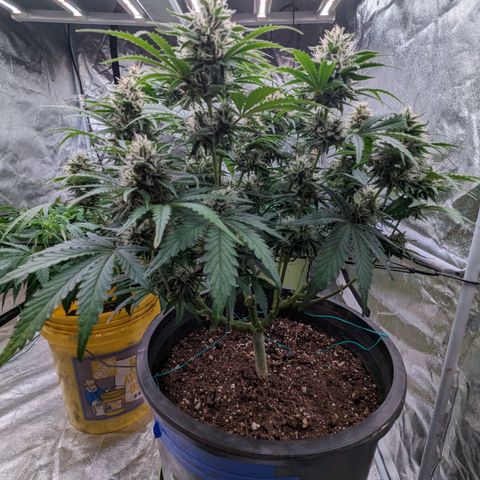 Guava gelato auto growlog timeline photo
