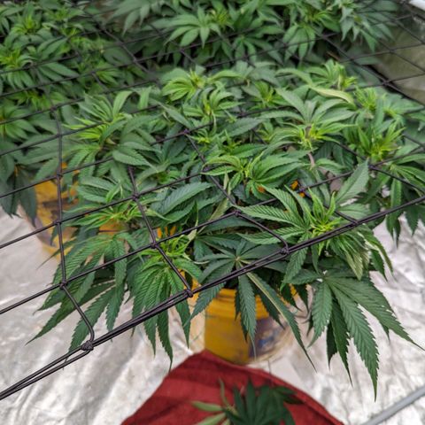 Apples and Bananas growlog timeline photo