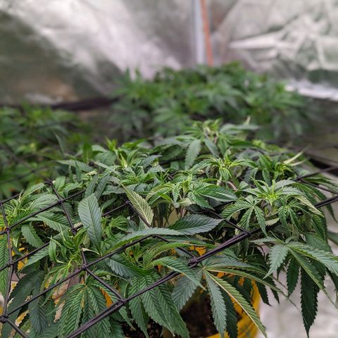 Apples and Bananas growlog timeline photo