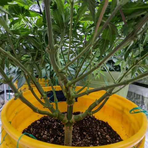 Apples and Bananas growlog timeline photo