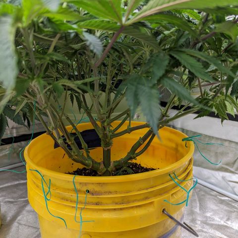 Apples and Bananas growlog timeline photo