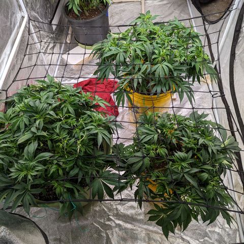 Apples and Bananas growlog timeline photo
