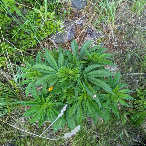 Auto Sweet Tooth growlog timeline photo