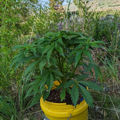 Auto Sweet Tooth growlog timeline photo