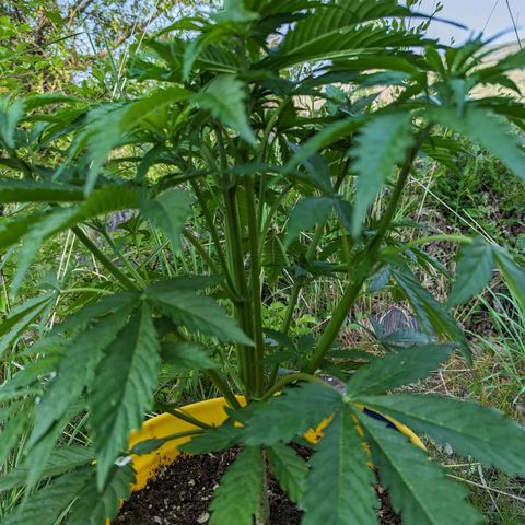 Auto Sweet Tooth growlog timeline photo