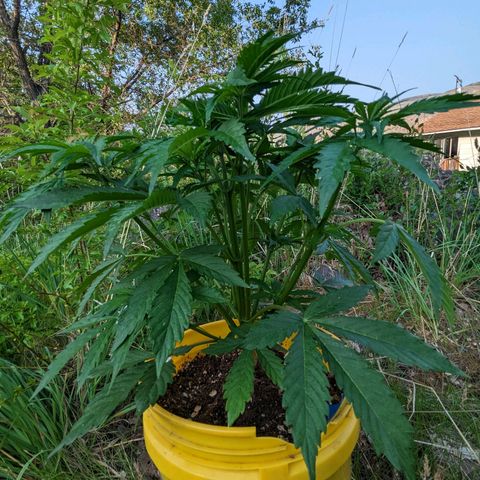 Auto Sweet Tooth growlog timeline photo