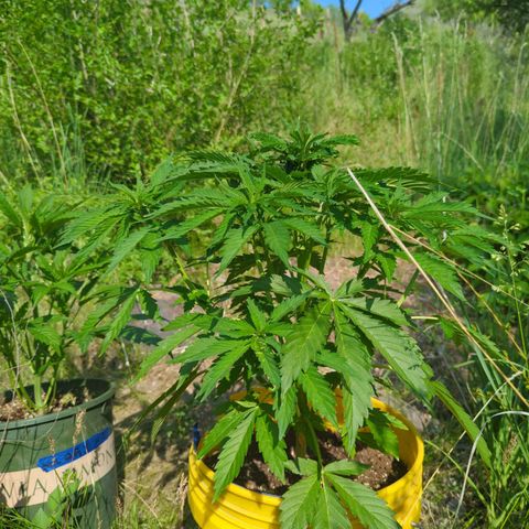 Auto Sweet Tooth growlog timeline photo