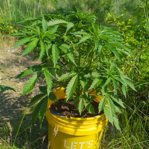 Auto Sweet Tooth growlog timeline photo