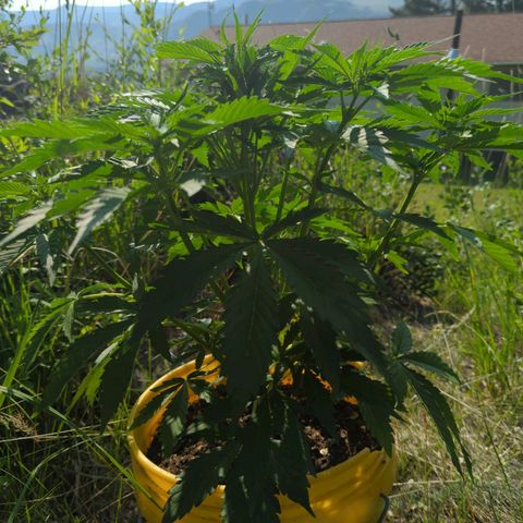 Auto Sweet Tooth growlog timeline photo