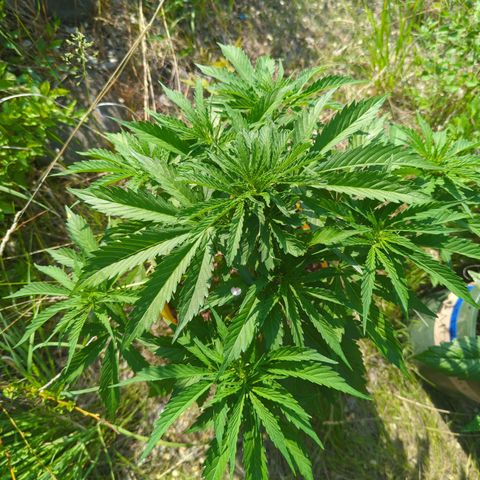 Auto Sweet Tooth growlog timeline photo