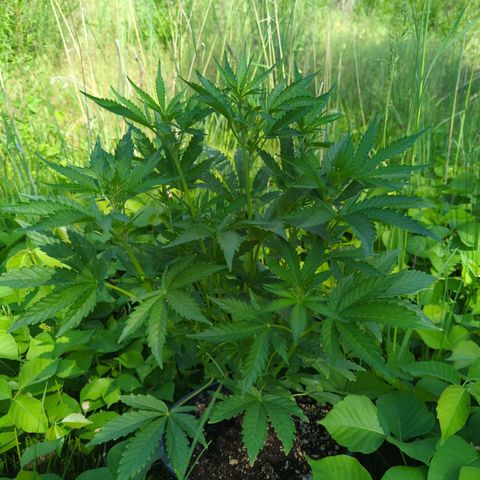 Guava Gelato growlog timeline photo
