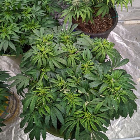 Apples and Bananas growlog photo: Had to re pot A-N-B. Was nervous she wasn't going to be able to make it through flower in a 3/4 filled 5 gallon bucket. Especially since she has 3 more weeks until. The auto in the tents finished and I can flip the lights.
