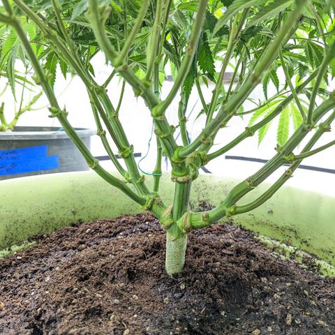 Apples and Bananas growlog photo: Had to re pot A-N-B. Was nervous she wasn't going to be able to make it through flower in a 3/4 filled 5 gallon bucket. Especially since she has 3 more weeks until. The auto in the tents finished and I can flip the lights.