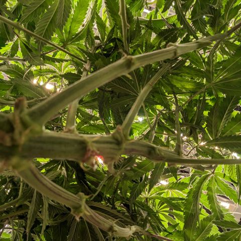 Apples and Bananas growlog photo: Had to re pot A-N-B. Was nervous she wasn't going to be able to make it through flower in a 3/4 filled 5 gallon bucket. Especially since she has 3 more weeks until. The auto in the tents finished and I can flip the lights.