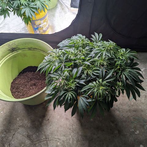 Apples and Bananas growlog photo: Had to re pot A-N-B. Was nervous she wasn't going to be able to make it through flower in a 3/4 filled 5 gallon bucket. Especially since she has 3 more weeks until. The auto in the tents finished and I can flip the lights.