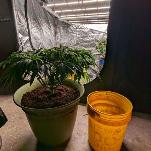 Apples and Bananas growlog photo: Had to re pot A-N-B. Was nervous she wasn't going to be able to make it through flower in a 3/4 filled 5 gallon bucket. Especially since she has 3 more weeks until. The auto in the tents finished and I can flip the lights.