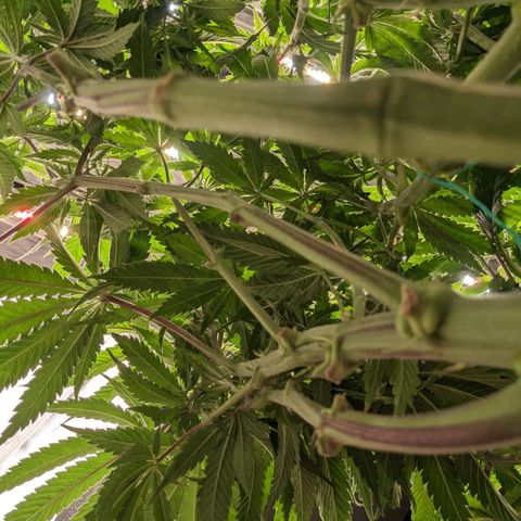 Apples and Bananas growlog photo: Had to re pot A-N-B. Was nervous she wasn't going to be able to make it through flower in a 3/4 filled 5 gallon bucket. Especially since she has 3 more weeks until. The auto in the tents finished and I can flip the lights.
