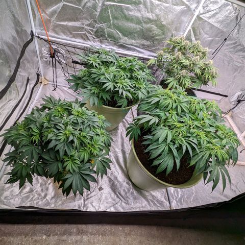 Apples and Bananas growlog photo: Had to re pot A-N-B. Was nervous she wasn't going to be able to make it through flower in a 3/4 filled 5 gallon bucket. Especially since she has 3 more weeks until. The auto in the tents finished and I can flip the lights.