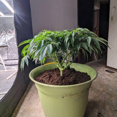 Apples and Bananas growlog photo: Had to re pot A-N-B. Was nervous she wasn't going to be able to make it through flower in a 3/4 filled 5 gallon bucket. Especially since she has 3 more weeks until. The auto in the tents finished and I can flip the lights.