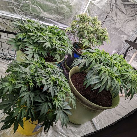 Apples and Bananas growlog photo: Had to re pot A-N-B. Was nervous she wasn't going to be able to make it through flower in a 3/4 filled 5 gallon bucket. Especially since she has 3 more weeks until. The auto in the tents finished and I can flip the lights.