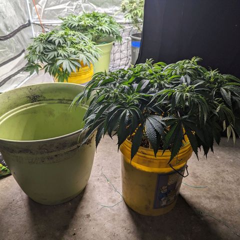 Apples and Bananas growlog photo: Had to re pot A-N-B. Was nervous she wasn't going to be able to make it through flower in a 3/4 filled 5 gallon bucket. Especially since she has 3 more weeks until. The auto in the tents finished and I can flip the lights.
