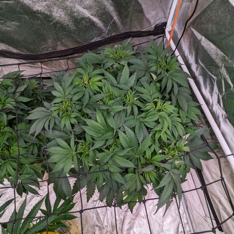 CBD Chronic growlog timeline photo