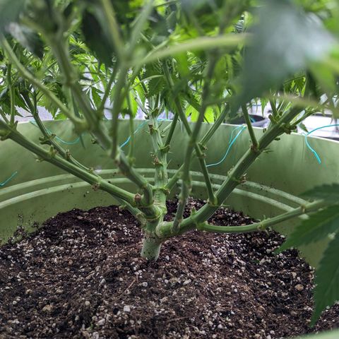 CBD Chronic growlog timeline photo