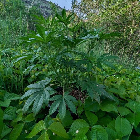 Guava Gelato growlog timeline photo