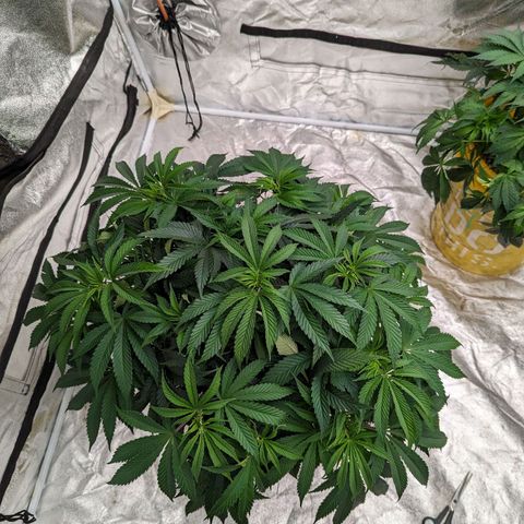 CBD Chronic #2 growlog timeline photo