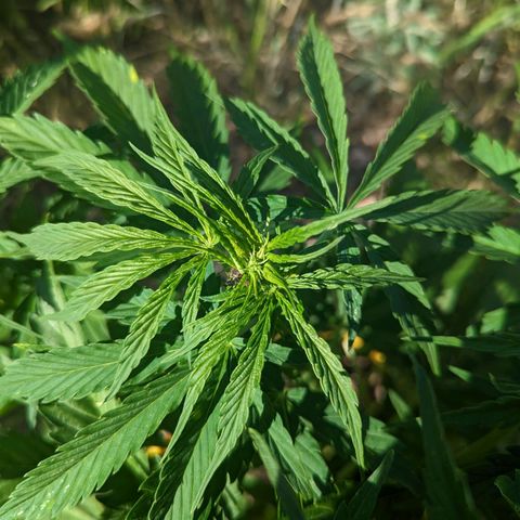 Auto Sweet Tooth growlog photo: Flowers!!