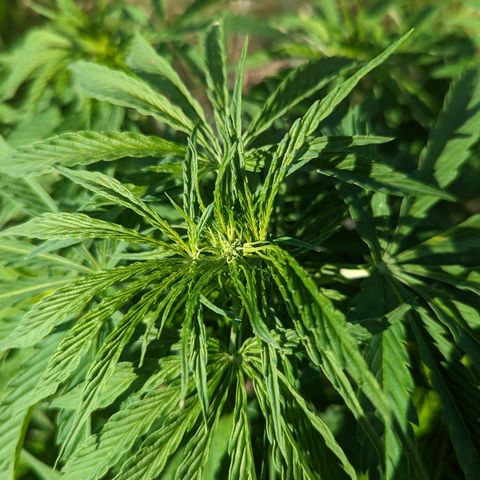Auto Sweet Tooth growlog photo: Flowers!!