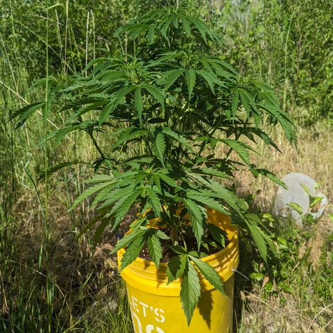 Auto Sweet Tooth growlog photo: Flowers!!