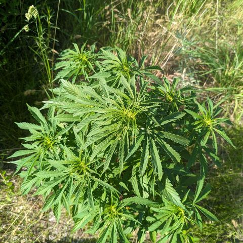 Auto Sweet Tooth growlog photo: Flowers!!