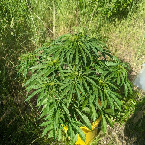 Auto Sweet Tooth growlog photo: Flowers!!