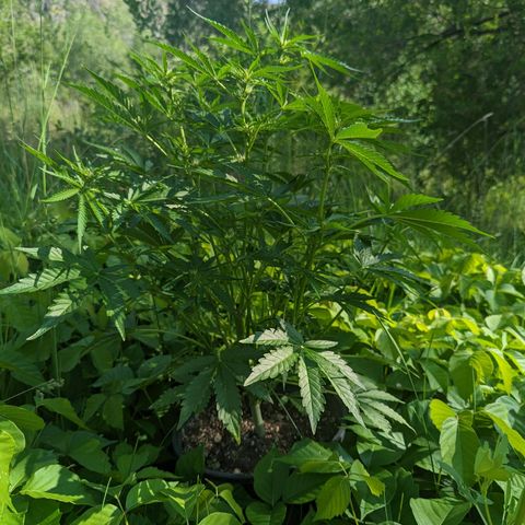 Guava Gelato growlog timeline photo