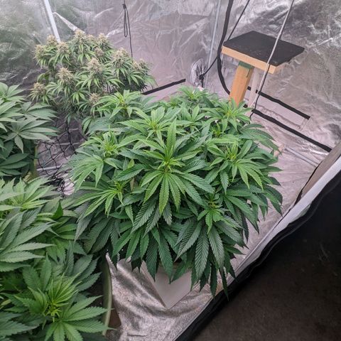 Apples and Bananas growlog timeline photo