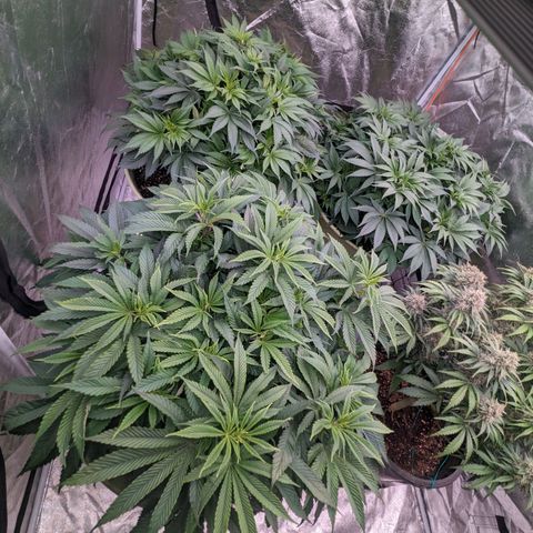 Apples and Bananas growlog timeline photo