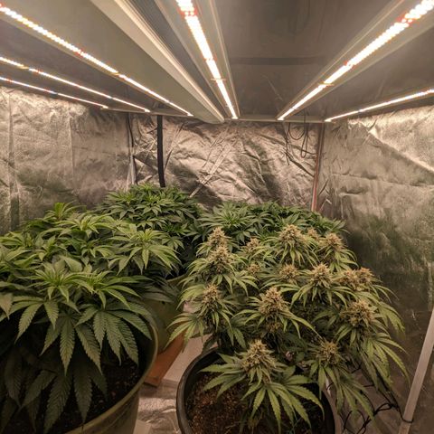 Apples and Bananas growlog timeline photo