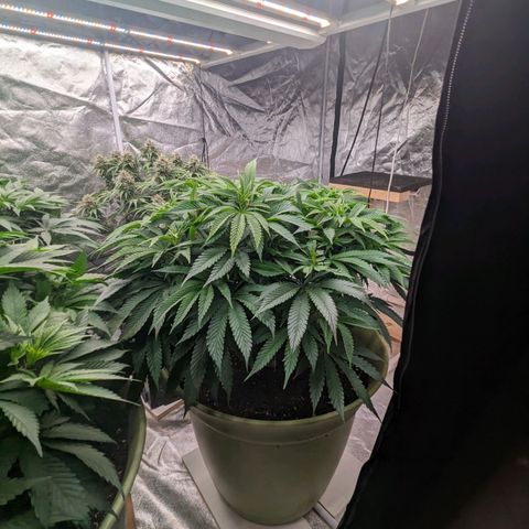 Apples and Bananas growlog timeline photo