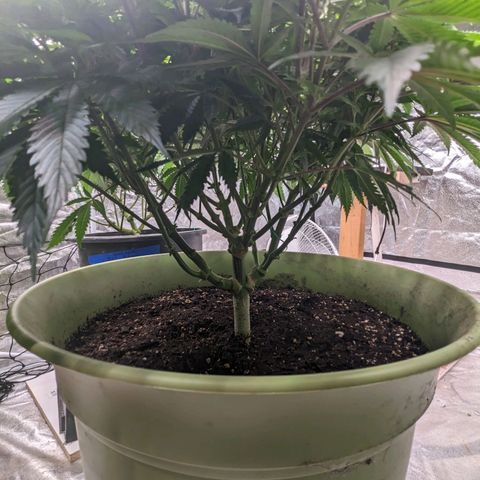 Apples and Bananas growlog timeline photo