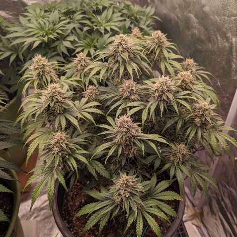 Guava gelato auto growlog timeline photo