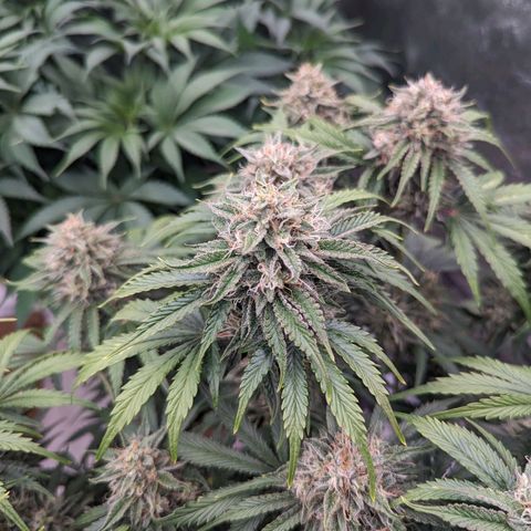 Guava gelato auto growlog timeline photo