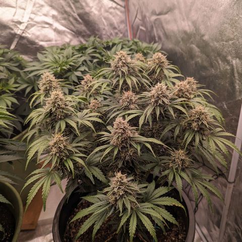 Guava gelato auto growlog timeline photo