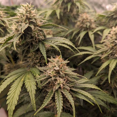 Guava gelato auto growlog timeline photo